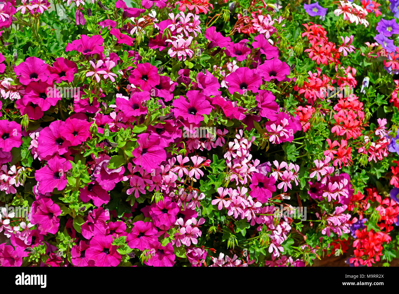 Europa, Frankreich, Rhein, Bas (Elsass), Soultz-sous-Forêts, Rue Principale Hohwiller, Blumen, Detail, Pflanzen, Blumen, Dekorationen, Detail, historische Stockfoto
