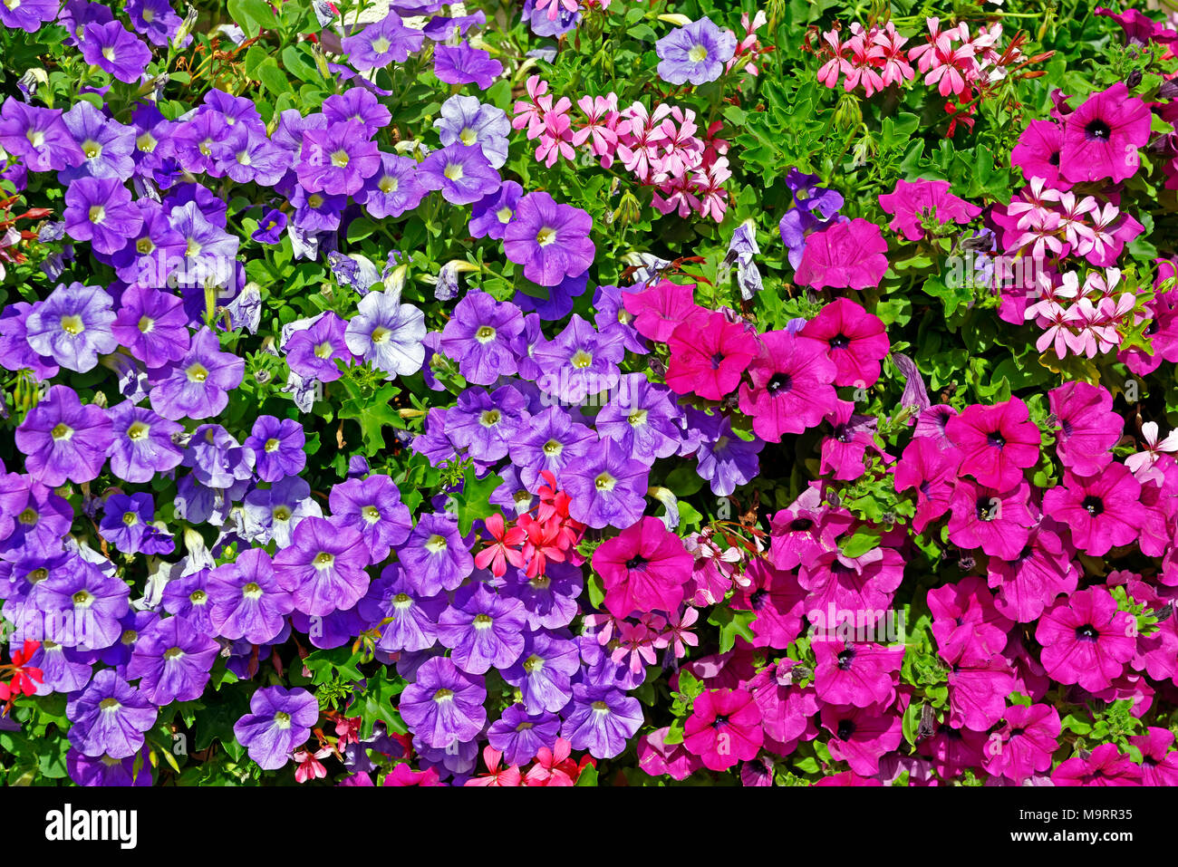 Europa, Frankreich, Rhein, Bas (Elsass), Soultz-sous-Forêts, Rue Principale Hohwiller, Blumen, Detail, Pflanzen, Blumen, Dekorationen, Detail, historische Stockfoto