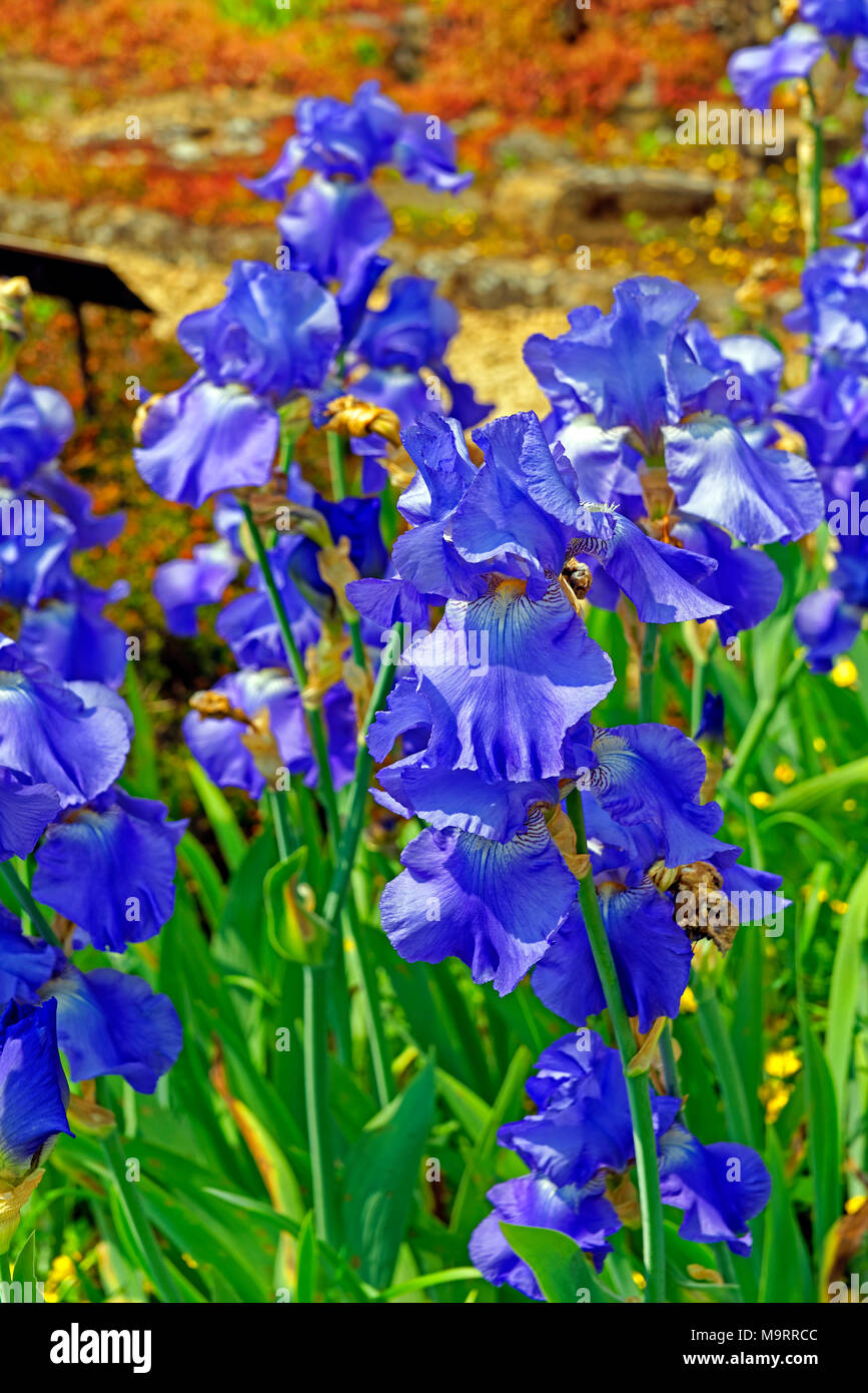 Voges lorraine Fotos und Bildmaterial in hoher Auflösung Alamy