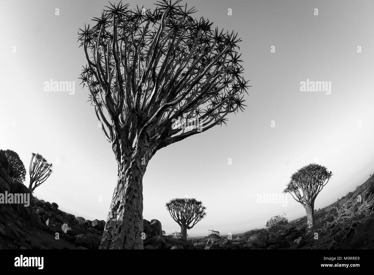 Der köcherbaumwald in der Nähe der Namibischen Stadt Keetmanshoop Stockfoto