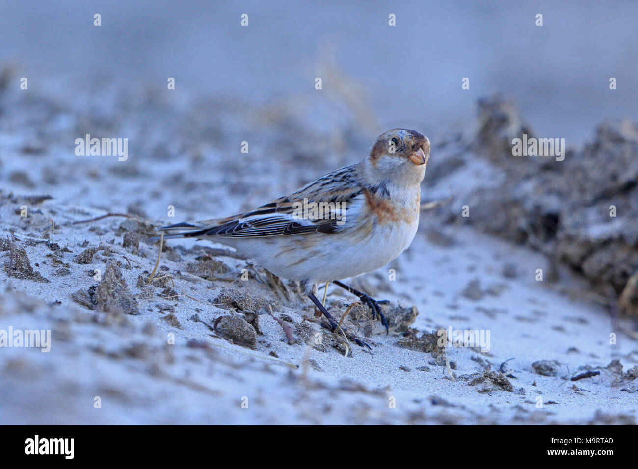 Weibliche Schneeammer im Winter Gefieder Islay Inneren Hebriden Stockfoto