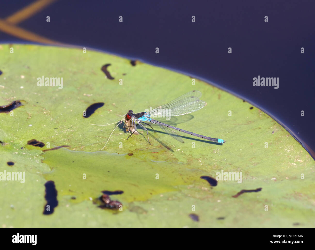 Blaue rotäugigen Libellen (Erythromma Najas) sitzt auf einem grünen Blatt Spatterdock, Nahaufnahme, selektiven Fokus Stockfoto