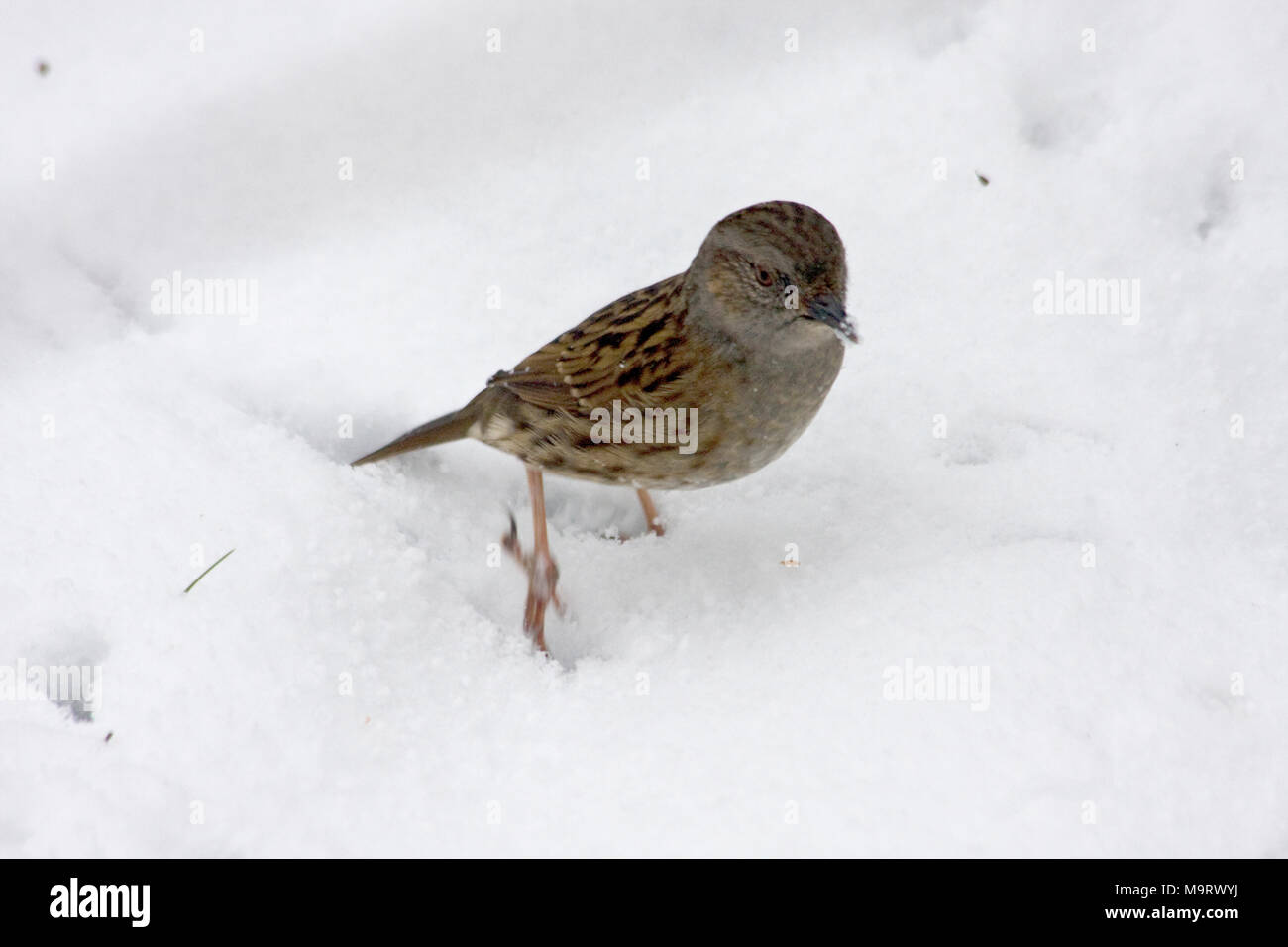 Dunnock im Schnee in einer Oxfordshire Garten Stockfoto