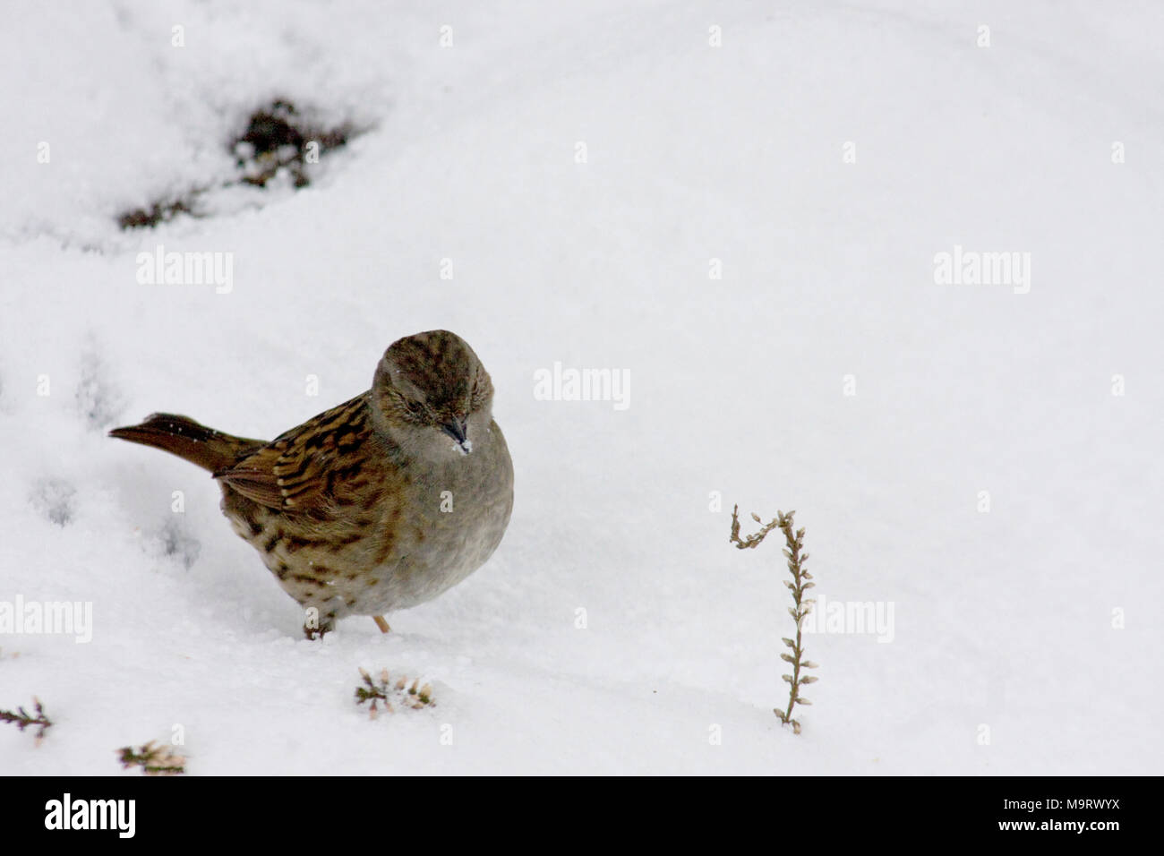 Dunnock im Schnee in einer Oxfordshire Garten Stockfoto