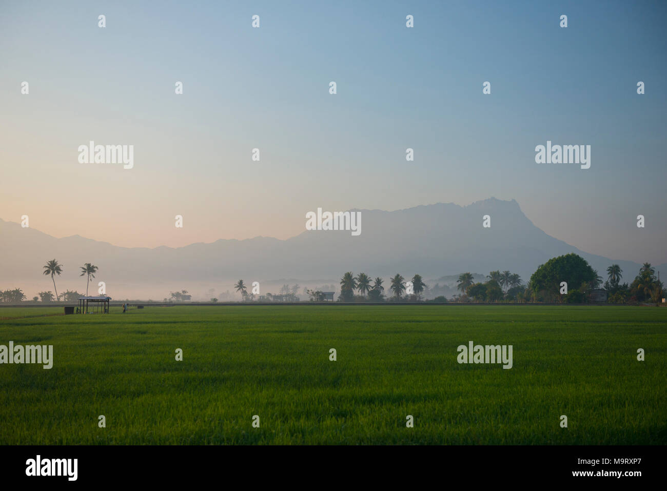 Reis Reisfeld, Kota Belud, Sabah, Malaysia, Borneo, Stockfoto