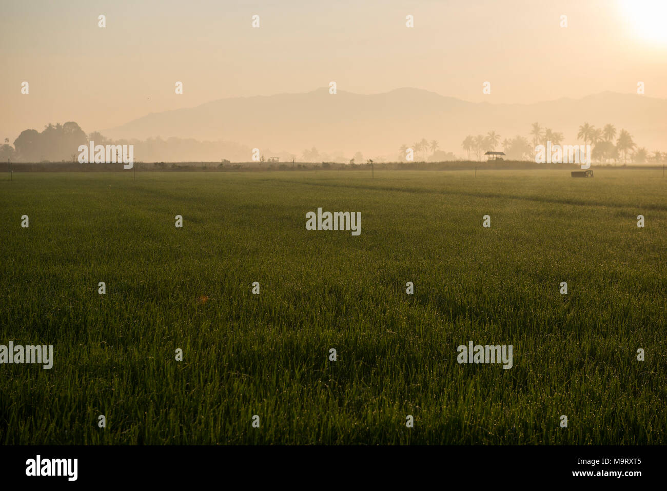 Reis Reisfeld, Kota Belud, Sabah, Malaysia, Borneo, Stockfoto