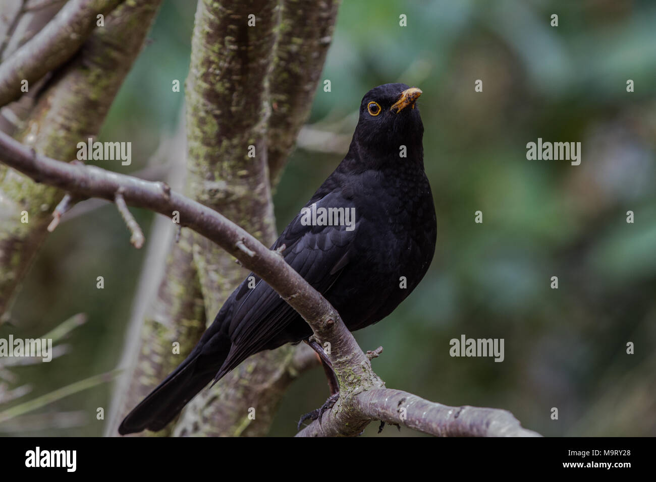 Amsel. Turdus merula. Portrait von einzelnen Mann im Baum. West Midlands. Britische Inseln. Stockfoto