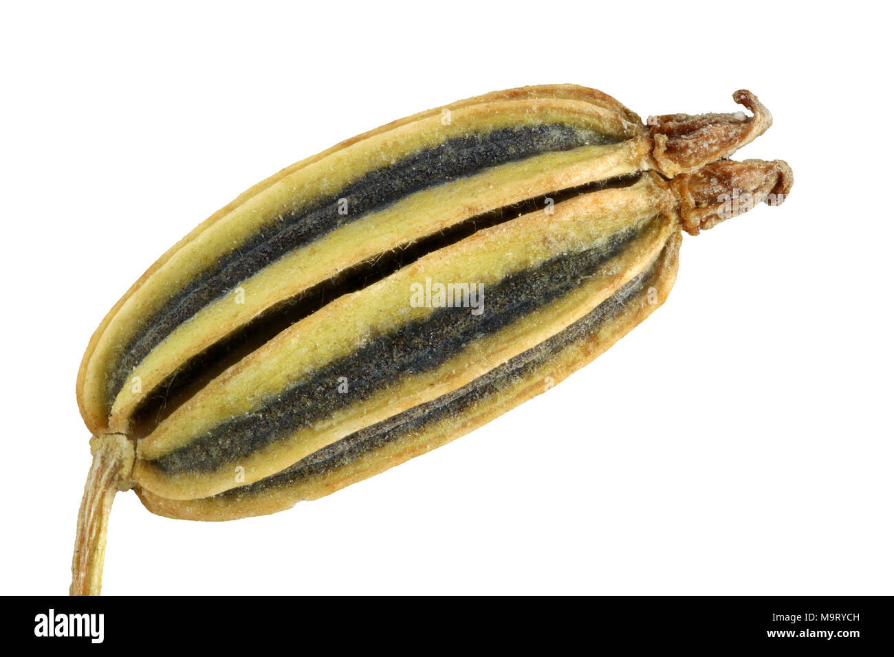 Foeniculum Vulgare, Fenchel, Fenchel, Saatgut, nah, Samen Gre 5-9 mm  Stockfotografie - Alamy