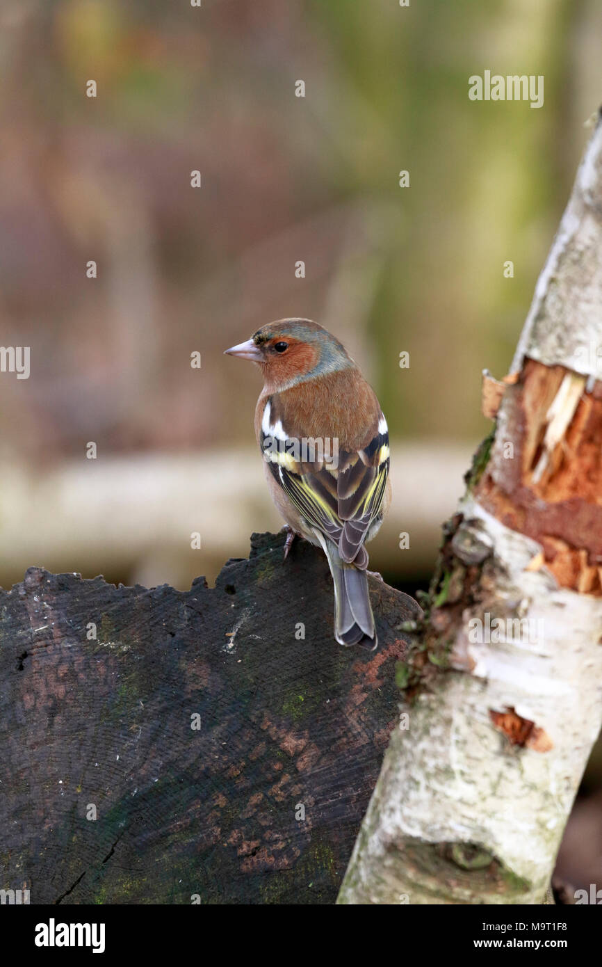 Erwachsene Männchen Buchfink, Fringilla coelebs, England, UK. Stockfoto