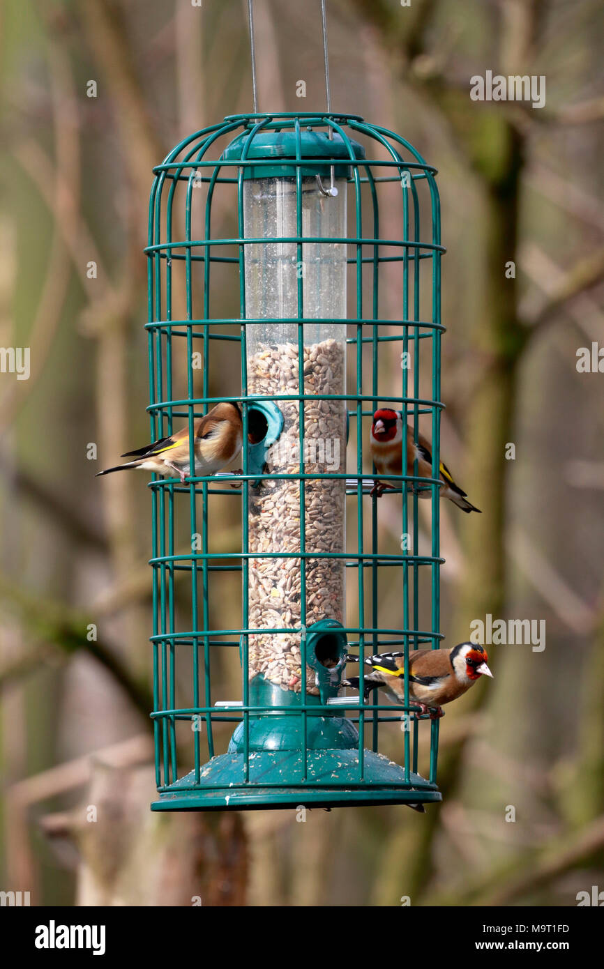 Goldfinches, Carduelis carduelis Fütterung in einem futterhaus, England, UK. Stockfoto