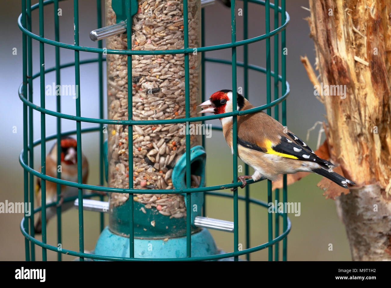 Goldfinches, Carduelis carduelis Fütterung in einem futterhaus, England, UK. Stockfoto