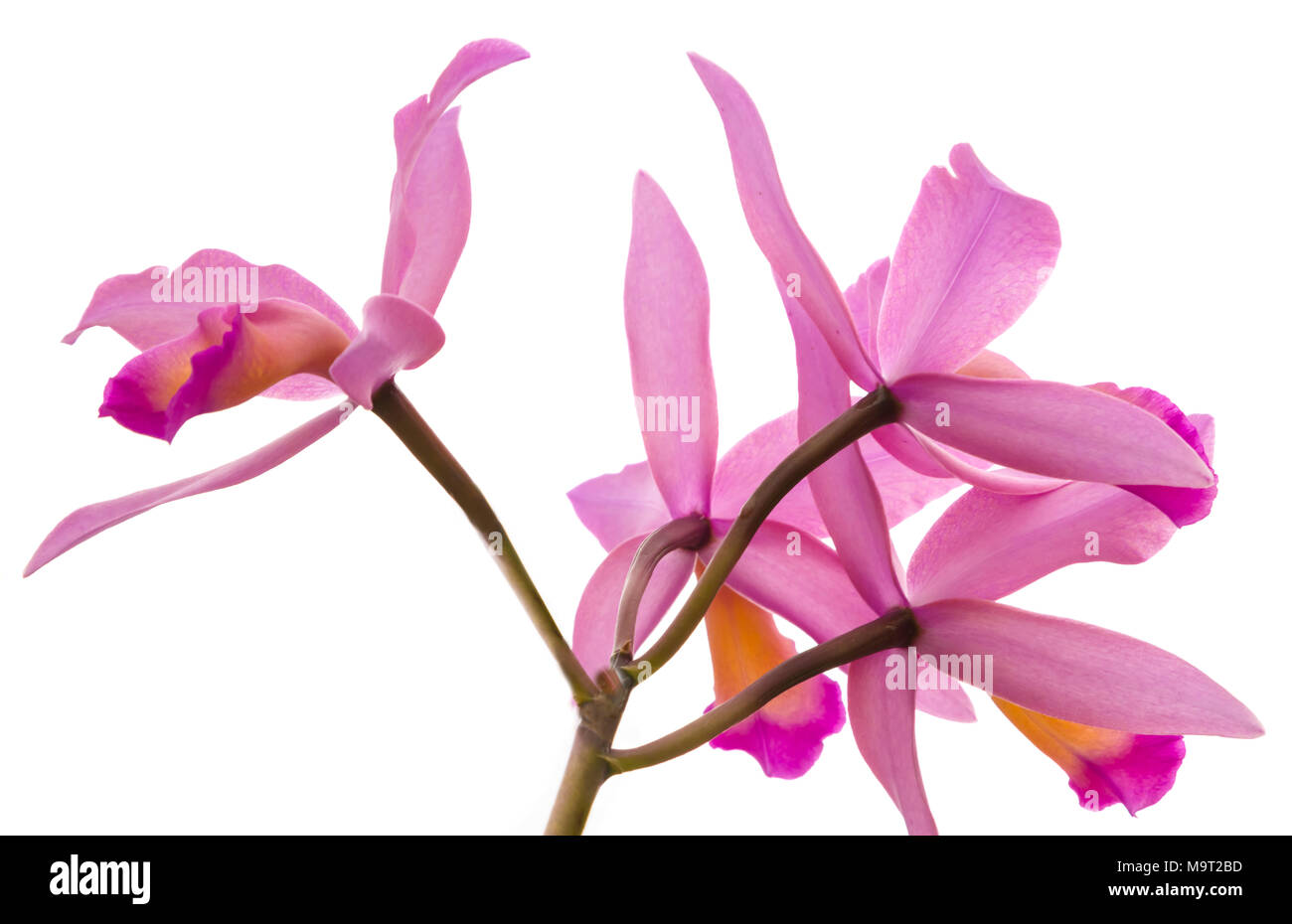 Orchidee blüht auf weißem Hintergrund Stockfoto