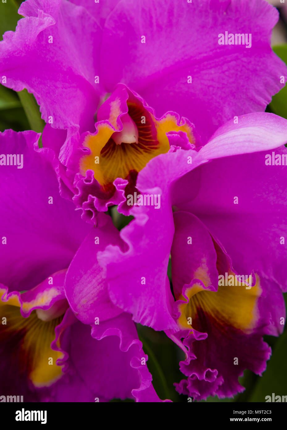 Orchidee blüht Stockfoto