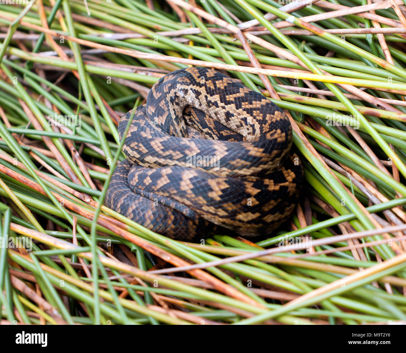 Australischer amethystpython -Fotos und -Bildmaterial in hoher ...