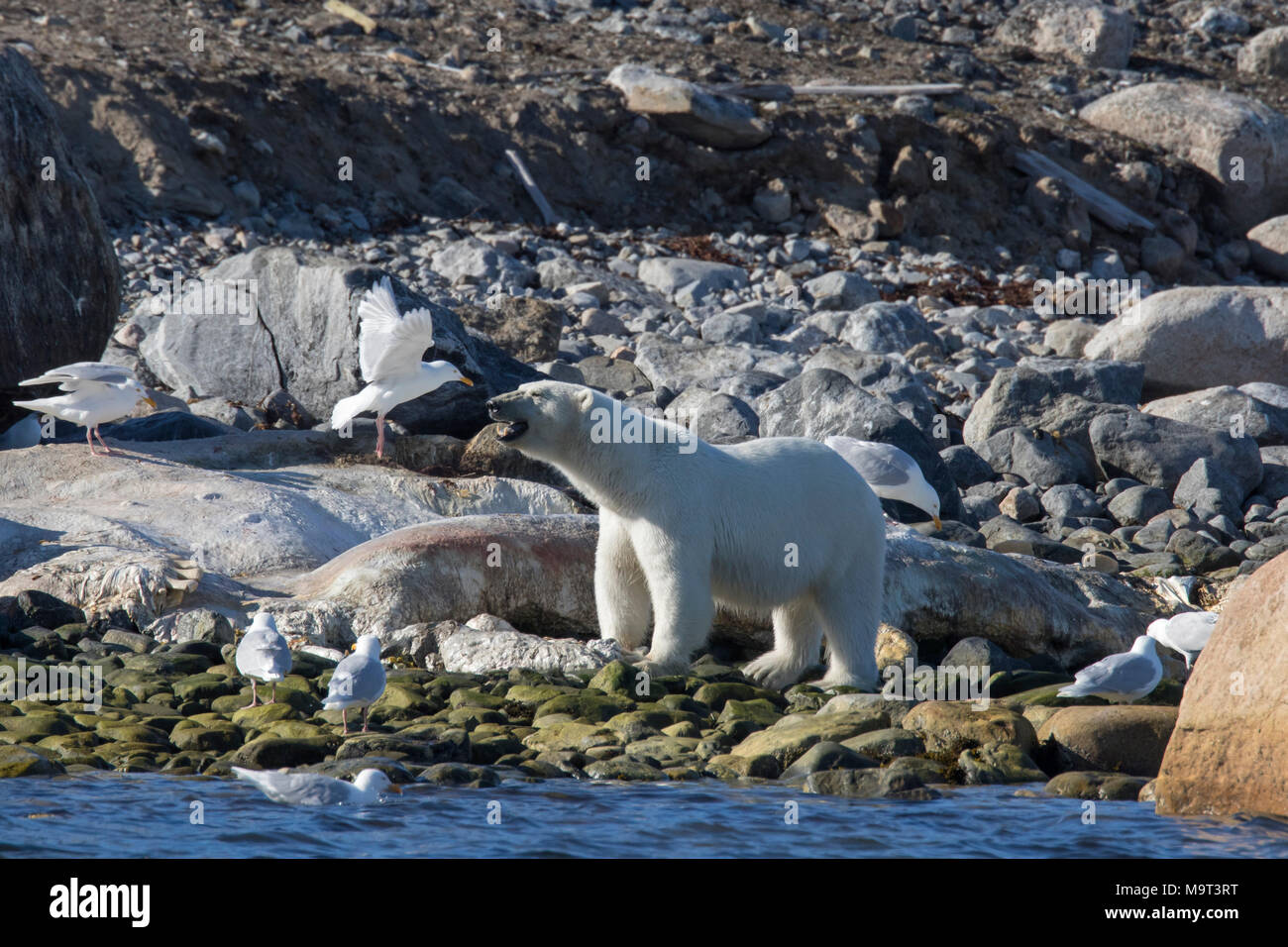 Scavenging Eisbär (Ursus maritimus/Thalarctos maritimus) Fütterung auf Tierkörper von Litzen, toten Wal entlang der Küste von Svalbard, Spitzbergen, Norwegen Stockfoto