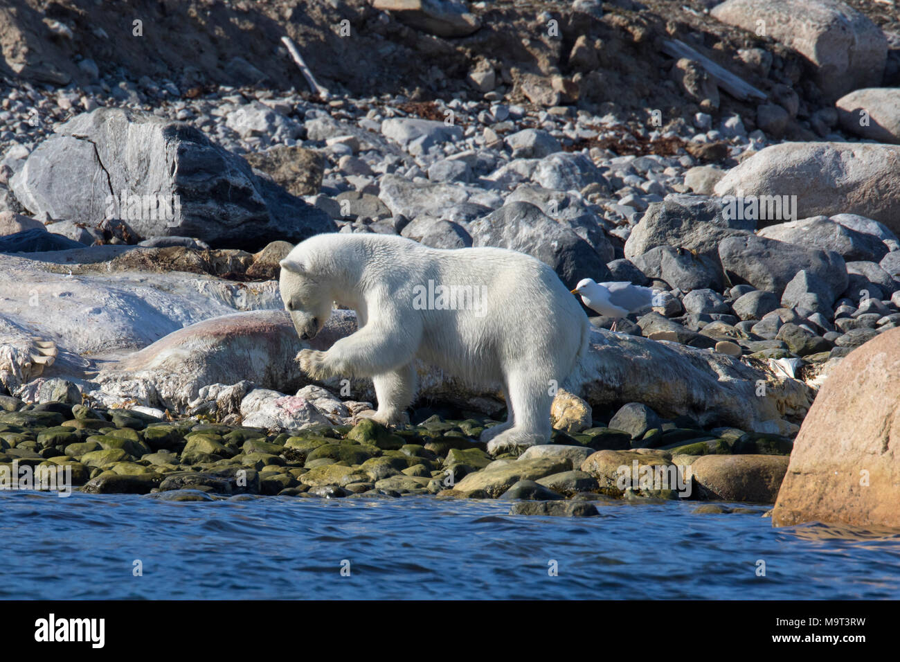 Scavenging Eisbär (Ursus maritimus/Thalarctos maritimus) Fütterung auf Tierkörper von Litzen, toten Wal entlang der Küste von Svalbard, Spitzbergen, Norwegen Stockfoto