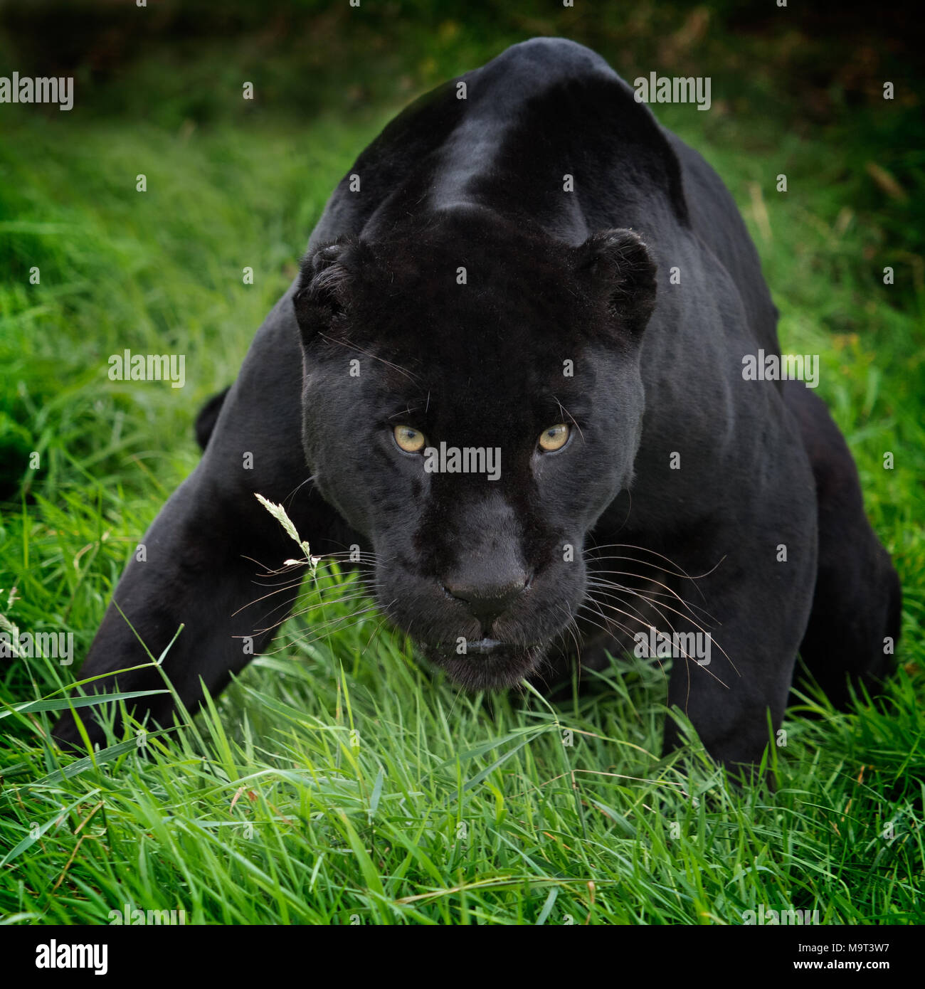 Black Panther Crouching (Panthera pardus) Leopard Stockfoto