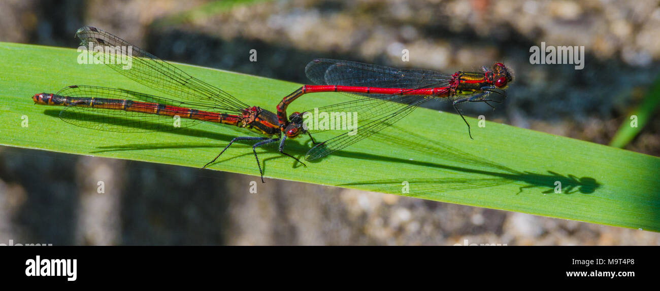 Libellen Paarung, Stockfoto