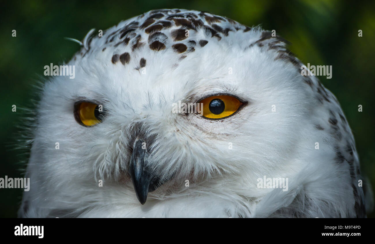 Schneeeule Stockfoto