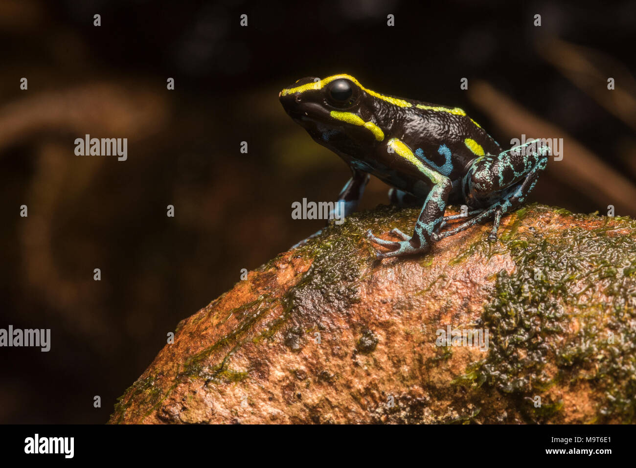 Der himmel Blauer Pfeilgiftfrosch (Hyloxalus azureiventris) ist ein sehr selten auftretenden Arten nur in einem kleinen Teil von Peru gefunden. Als stark gefährdet aufgeführt. Stockfoto