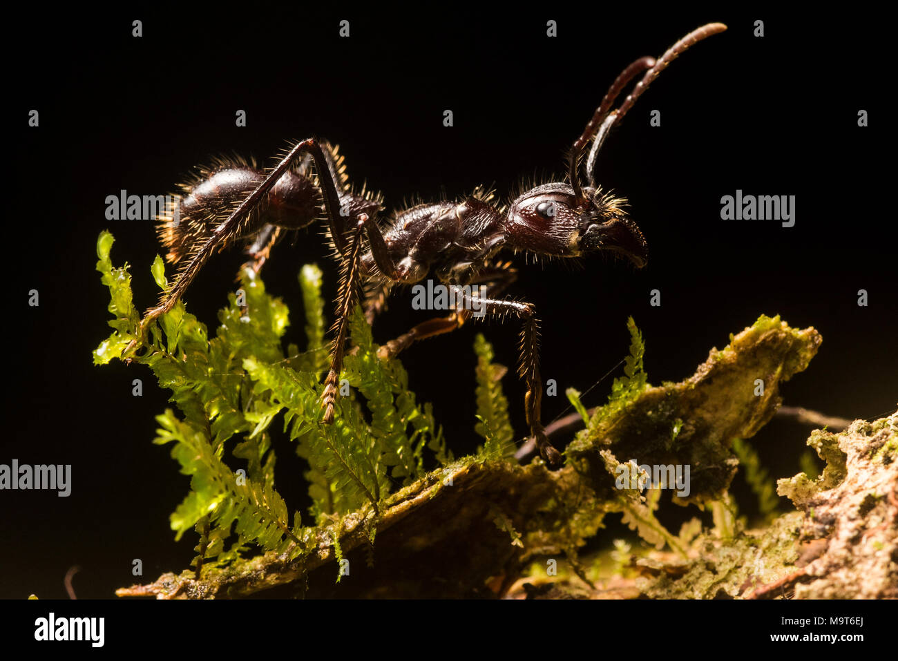 Die berüchtigten bullet Ant (Paraponera clavata), für die meisten schmerzhaft Stechen unter den Insekten bekannt. Gefunden in Zentral- und Südamerika. Stockfoto