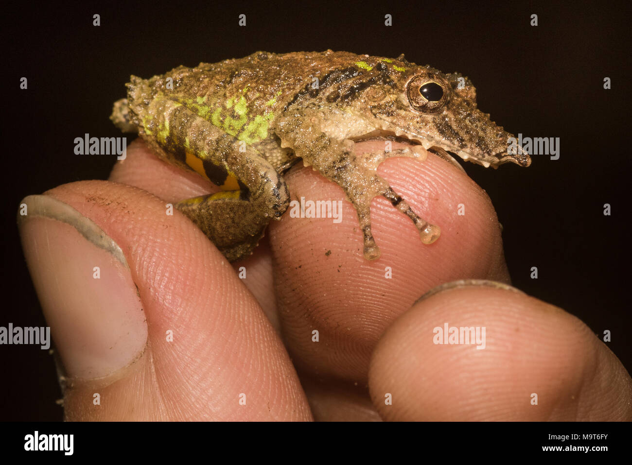 Eine snouted Laubfrosch (Scinax garbei) wird durch ein Herpetologist statt. Eine Nahaufnahme Foto der Frosch und Finger. Stockfoto
