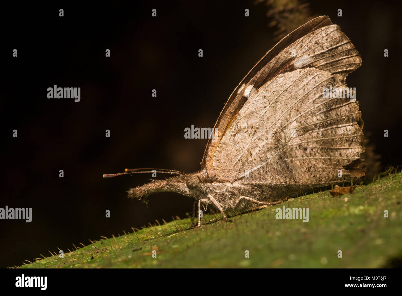 Eine Schnauze Schmetterling aus Peru, das ist möglicherweise der amerikanischen Schnauze (Libytheana carinenta). Diese kopfform/Schnauze der Schmetterlinge ist sehr ungewöhnlich. Stockfoto