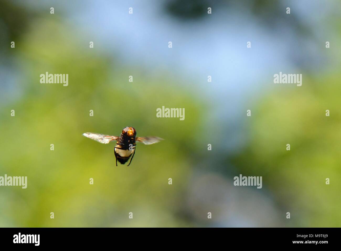 Männliche große pied Hoverfly (Volucella pellucens) schwebt im Sonnenlicht in einem Wald Fahrt im Herzen seines Territoriums, Wiltshire, UK, Juni. Stockfoto