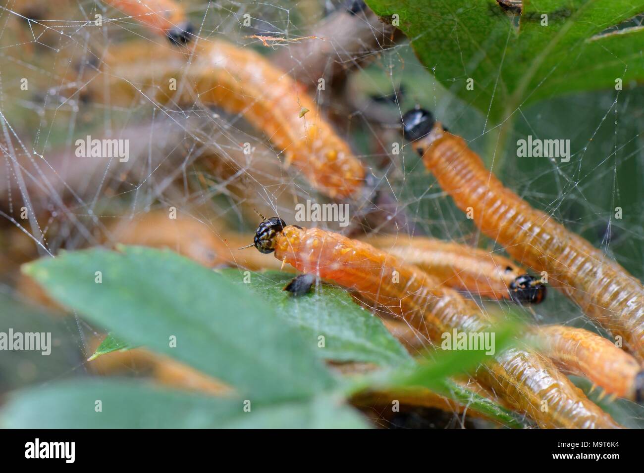 Gruppe von Sozialen Birne sawfly (Neurotoma saltuum) Larven die Fütterung innerhalb von Seide Zelt auf der Weide Weißdorn (Crateagus moschata) in einem Waldgebiet fahren, Großbritannien Stockfoto