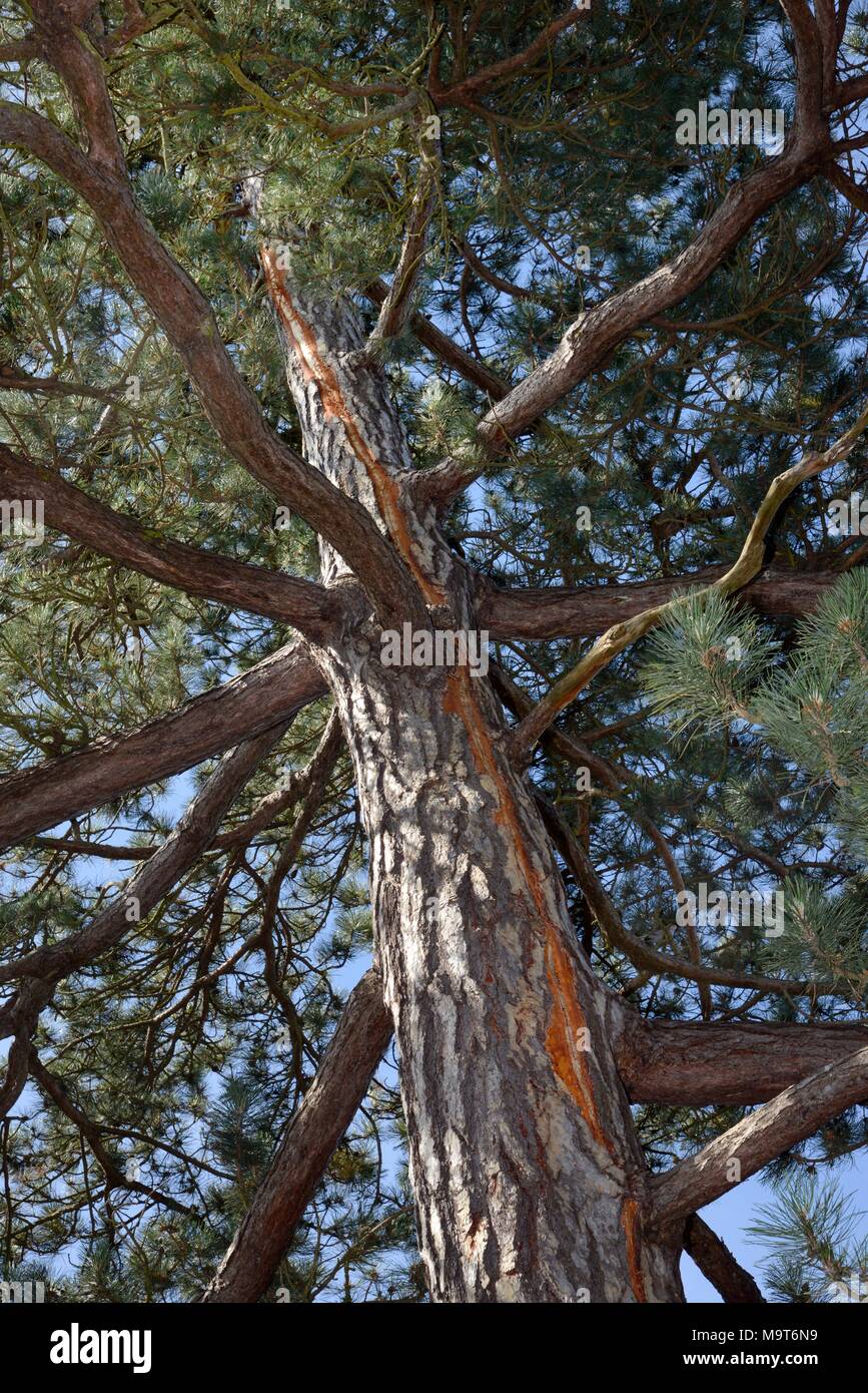 Gemeine Kiefer (Pinus sylvestris) mit vertikaler Narbe in der Rinde von einer neuen Beleuchtung Streik, wo elektrische currrent lief der Erde den Baum, Deutschland an. Stockfoto