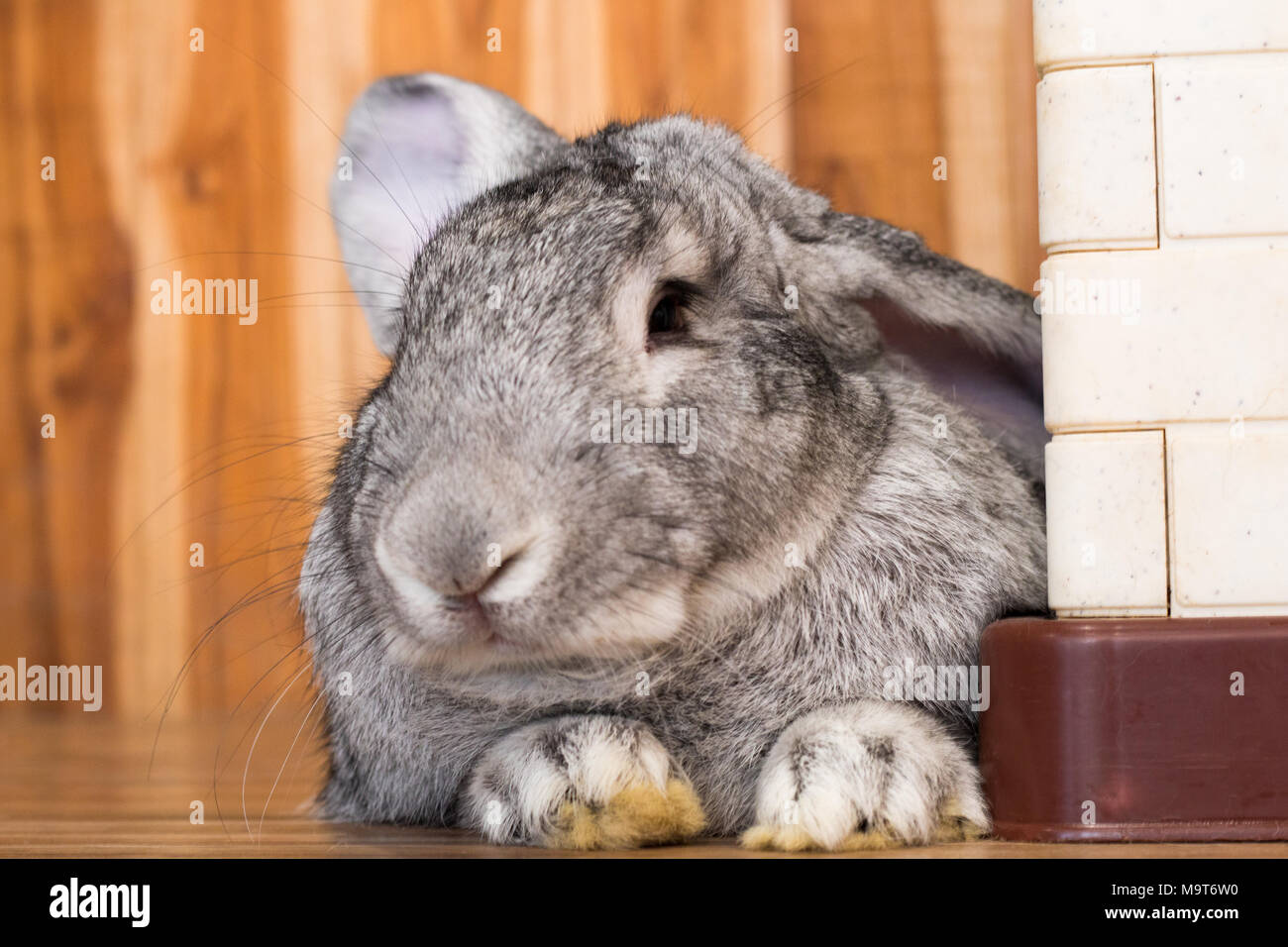 sitzende-kaninchen-von-vorne-fotos-und-bildmaterial-in-hoher