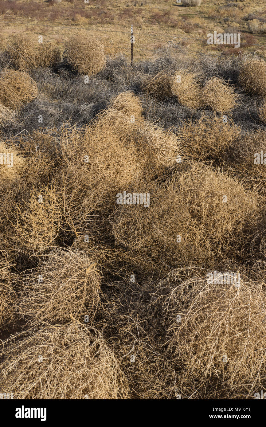 Haufen von Toten braun tumbleweeds übereinander gestapelt. Stockfoto