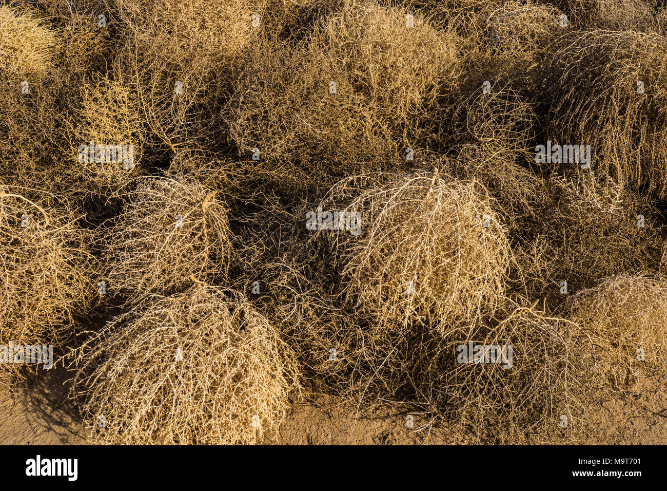 Runde Formen des braunen und grauen Tot tumbleweeds. Stockfoto