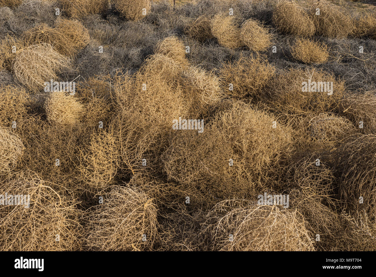 Grau und Braun tumbleweeds in einen großen Haufen in einer Wüste Wüste gesammelt. Stockfoto