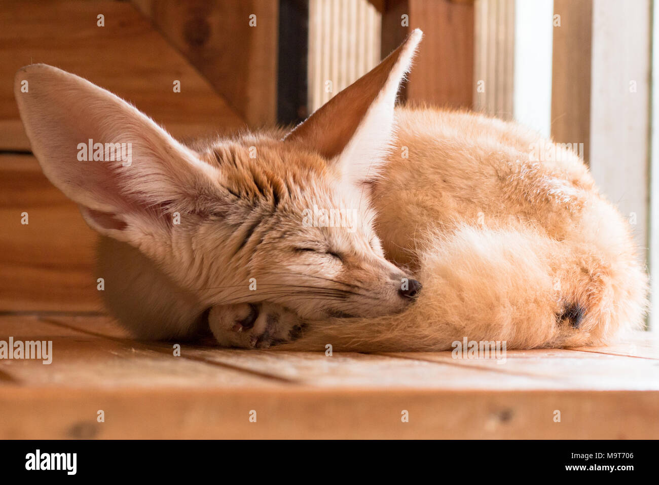 Fennec Fox 1 Jahr Welpen Tag auf Hintergrund isolieren, Vorderansicht von oben, technische Kosten. Stockfoto