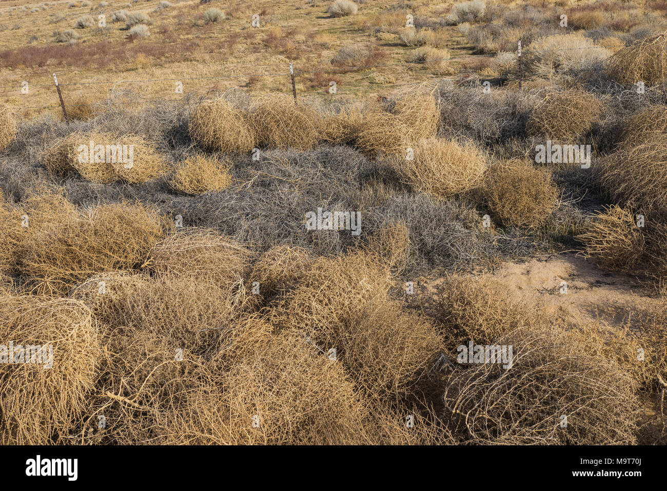 Braun und Grau Haufen von Toten tumbleweeds auf Kalifornien Ranch Land. Stockfoto