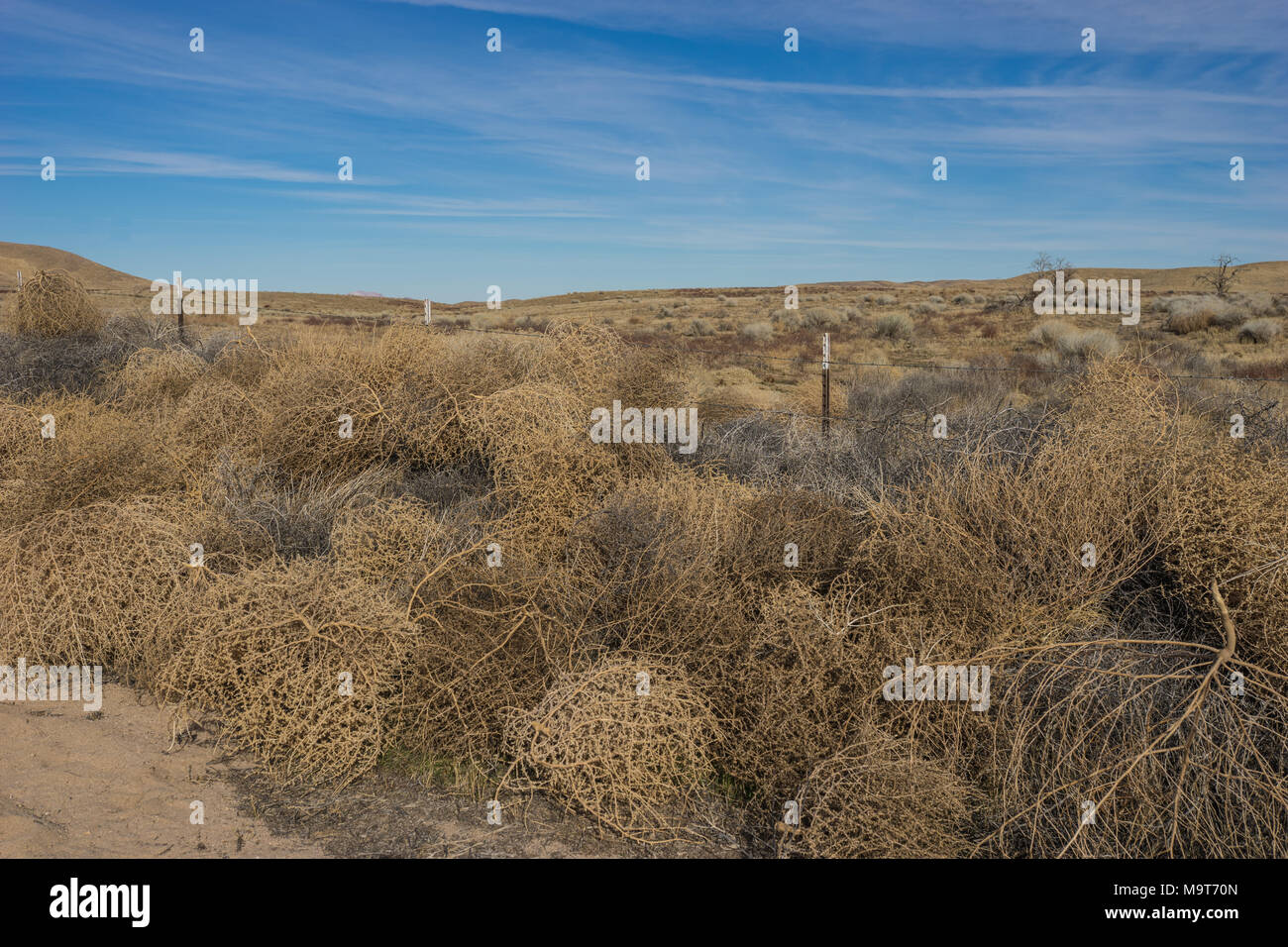 Niederlassungen und Linien der braune Trockene tumbleweedsin ein Patch am Rand der Mojave Wüste. Stockfoto
