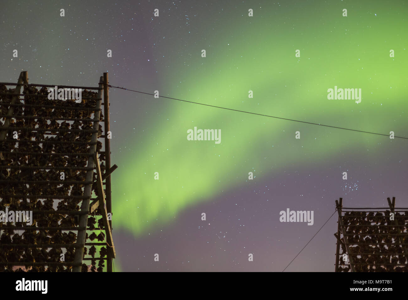 Regale mit Trocknung Stockfisch Köpfe mit Stars und Nordlicht, Aurora borealis im Hintergrund Stockfoto