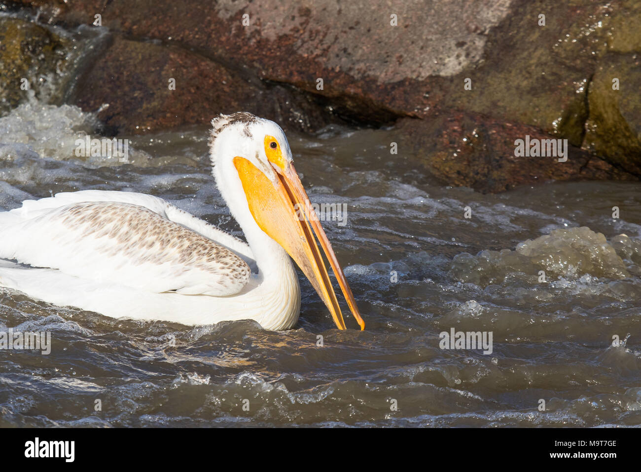 Weiße Pelikane überfliegen bis weit in den Norden zur Paarung an Slave River, Pelican Rapids, Ft. Smith, Northwest Territories, Kanada Stockfoto