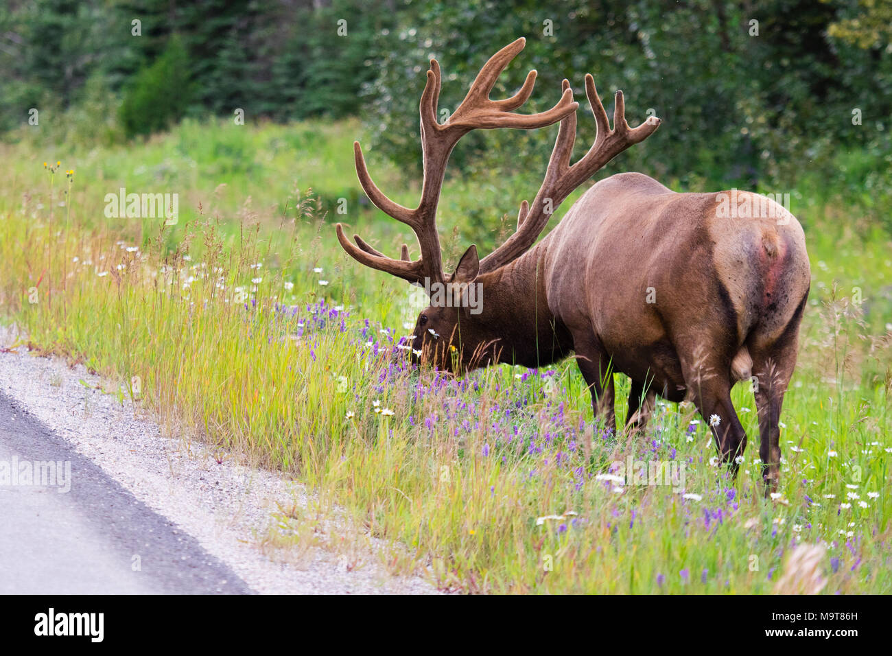 Wild Geweihtragende bull Elk oder Wapiti (Cervus canadensis) Beweidung in der wildgrass und Wildblumen, Banff National Park, Alberta, Kanada Stockfoto