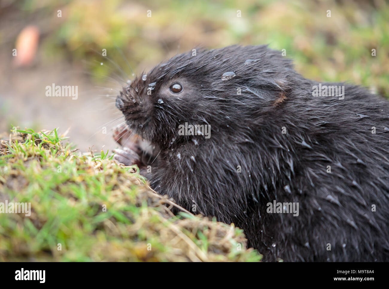 Die European Water vole oder Northern Water vole semiaquatic, ist ein Nagetier. Es ist oft informell das Wasser Ratte genannt. Stockfoto