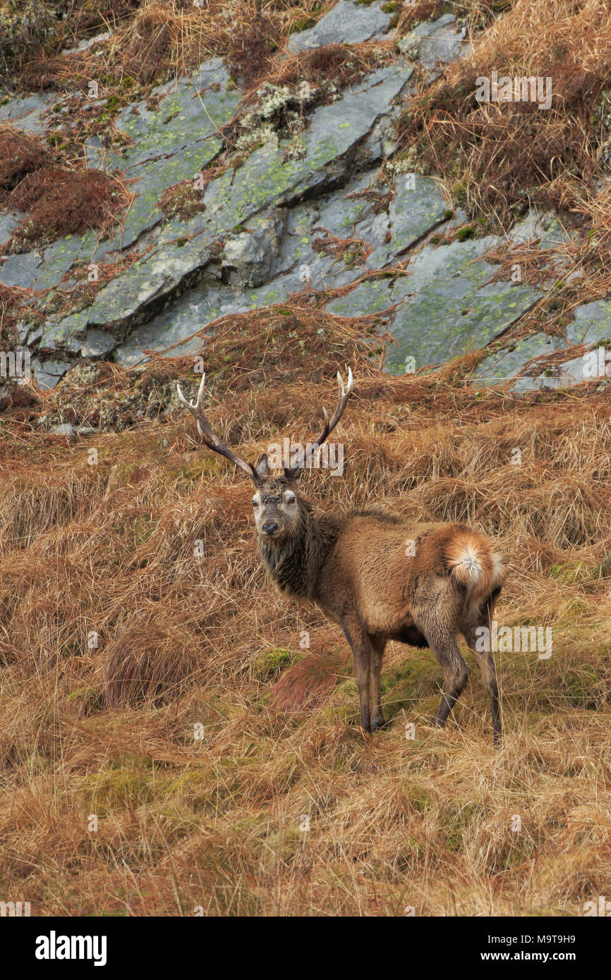 Red Deer Hirsch auf Jura Inneren Hebriden Stockfoto