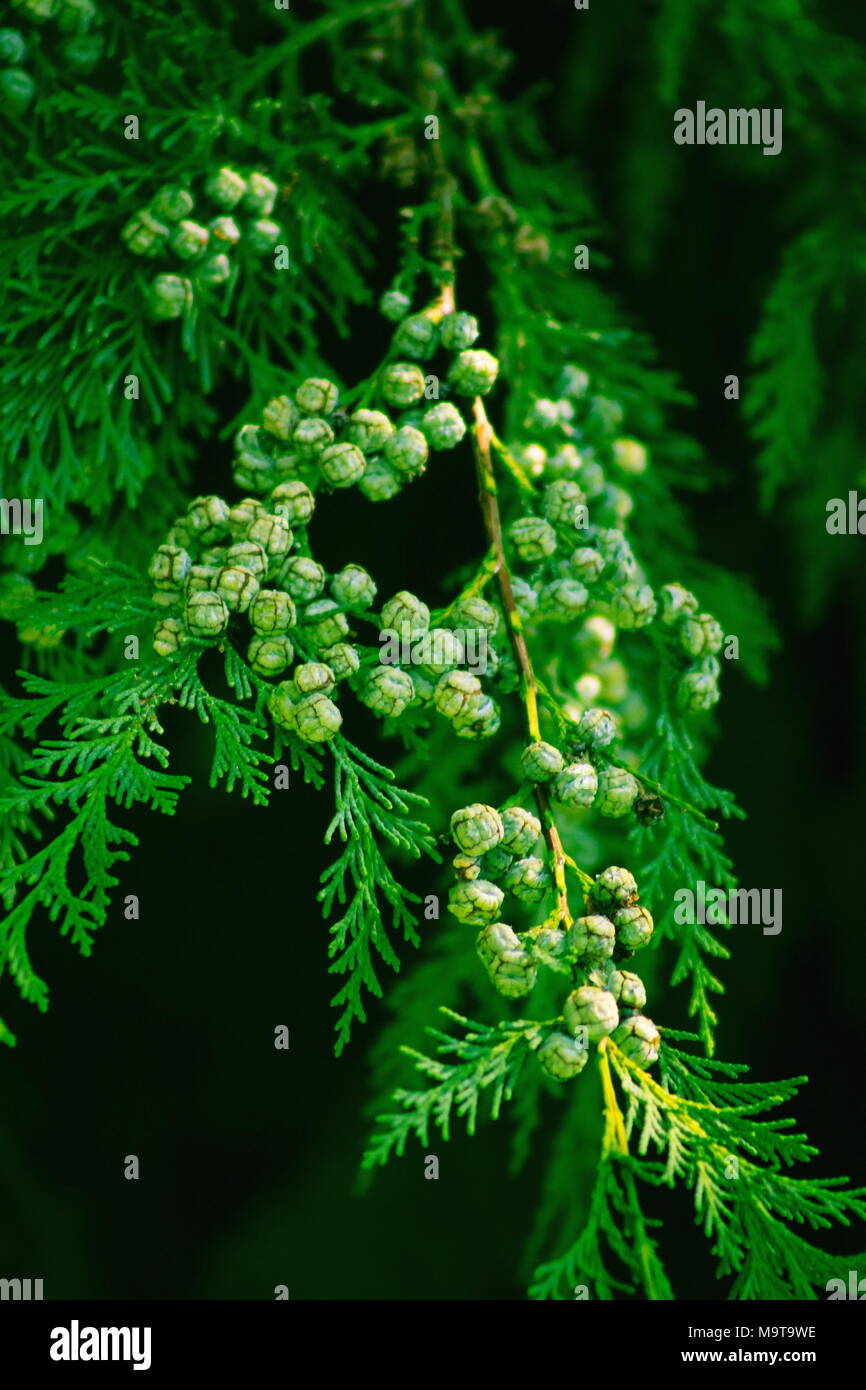 Schließen Sie herauf Bild von Cypress Tree Kegel Stockfoto