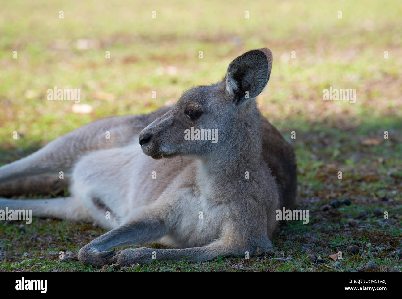 Ein Eastern Grey Kangaroo (Macropus giganteus) eine einheimische australische Beuteltier hier ruhen und Liegen im Schatten während des Tages. Stockfoto
