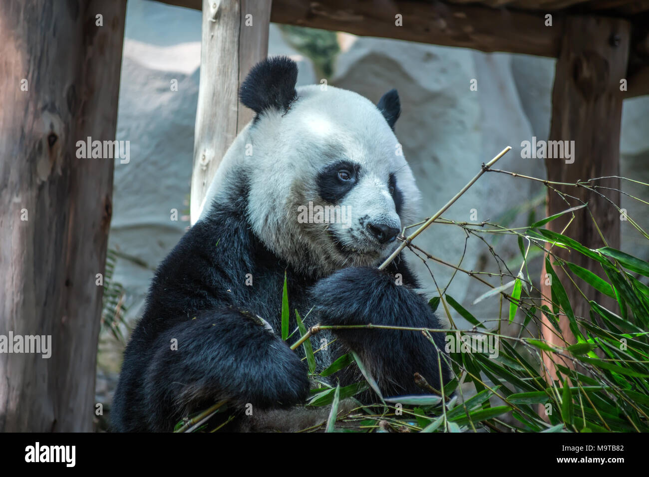 CHIANG MAI, THAILAND, Februar, 19, 2017 - Große Panda in Chiang Mai Zoo, Thailand Stockfoto