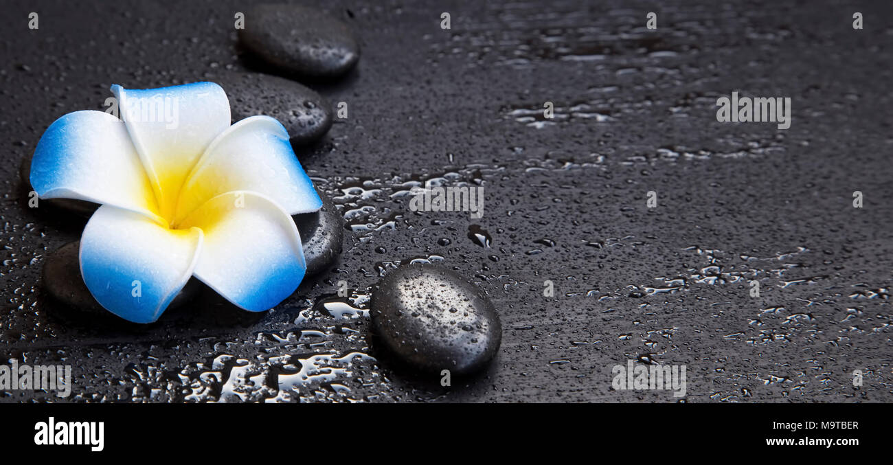 Spa noch Leben mit Frangipani Blume, Massage Steine und Wasser tropfen, wellness Hintergrund Stockfoto