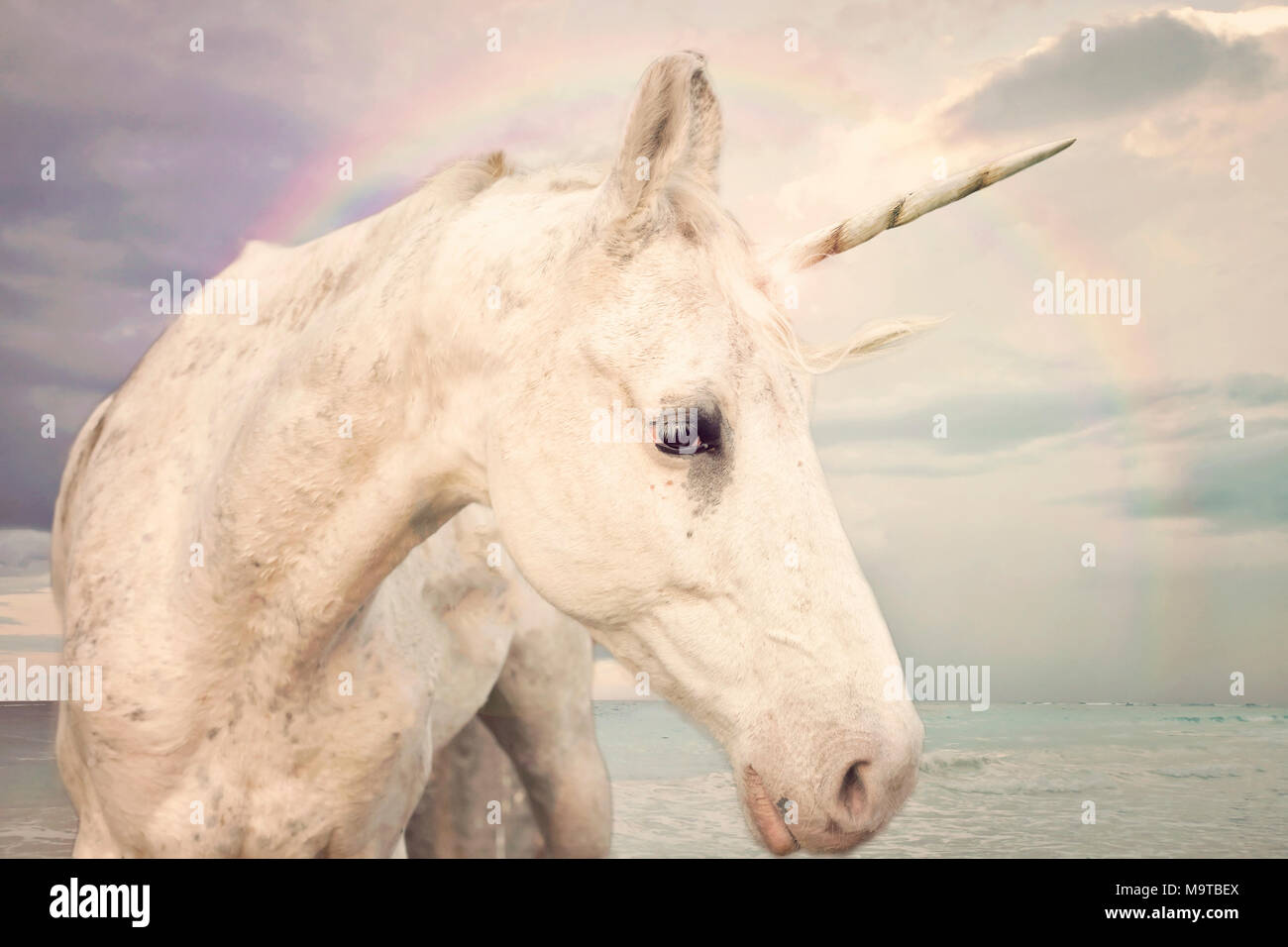 Fotorealistische Einhorn zu Fuß durch den Ozean mit Regenbogen Himmel Stockfoto