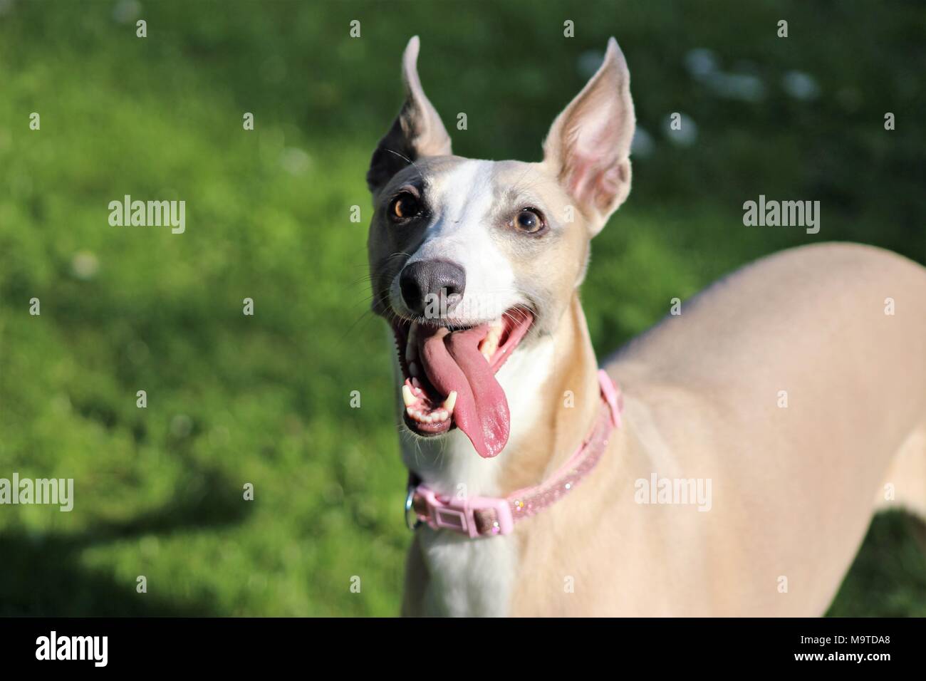 Pet-Whippet Hund mit herausgestreckter Zunge im Garten Sonne, Yorkshire, Großbritannien Stockfoto