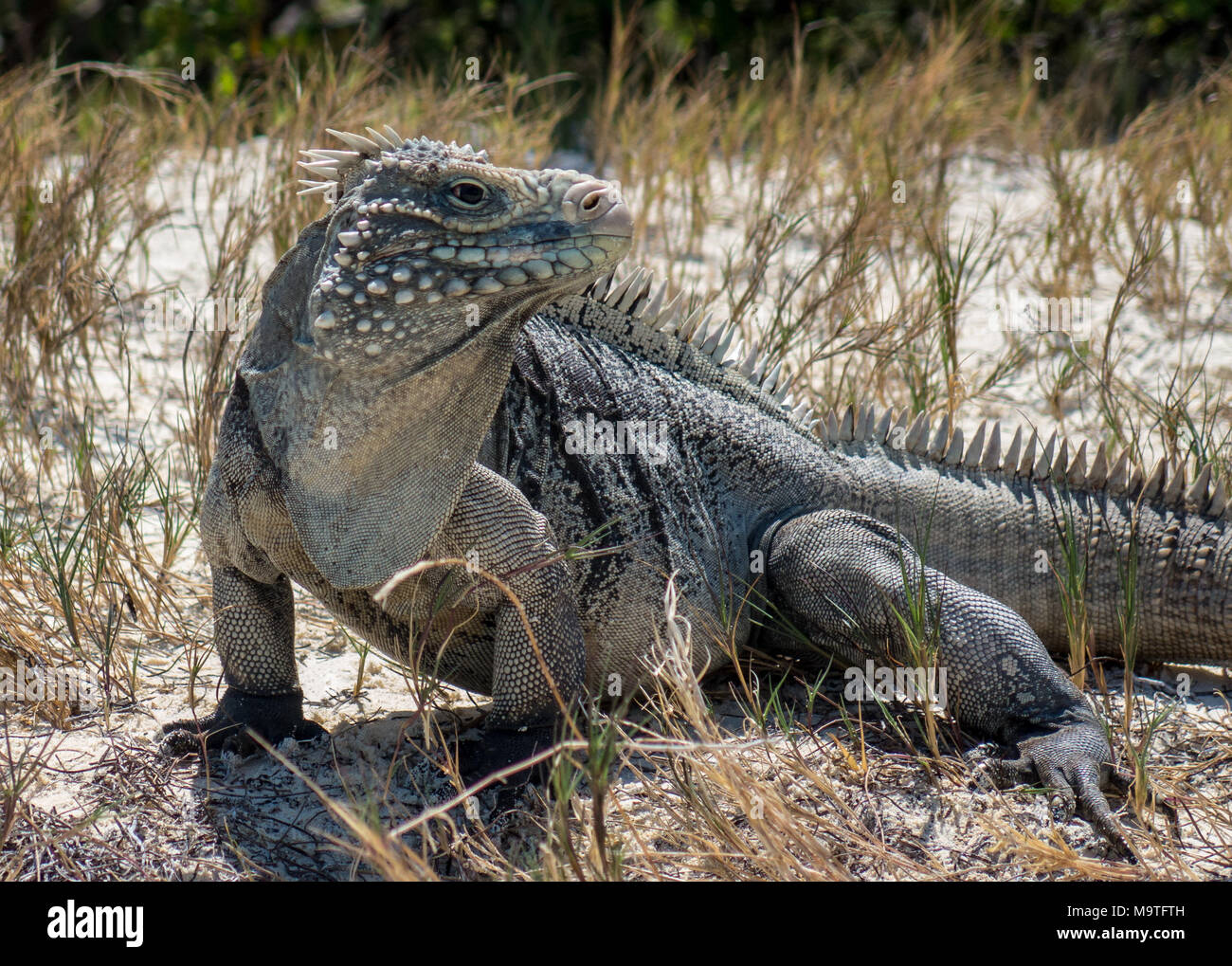 Cayo iguana cuba Fotos und Bildmaterial in hoher Auflösung Alamy