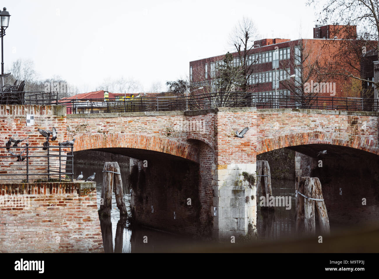 Steinerne Brücke mit Vögeln in Padua, Italien Stockfoto